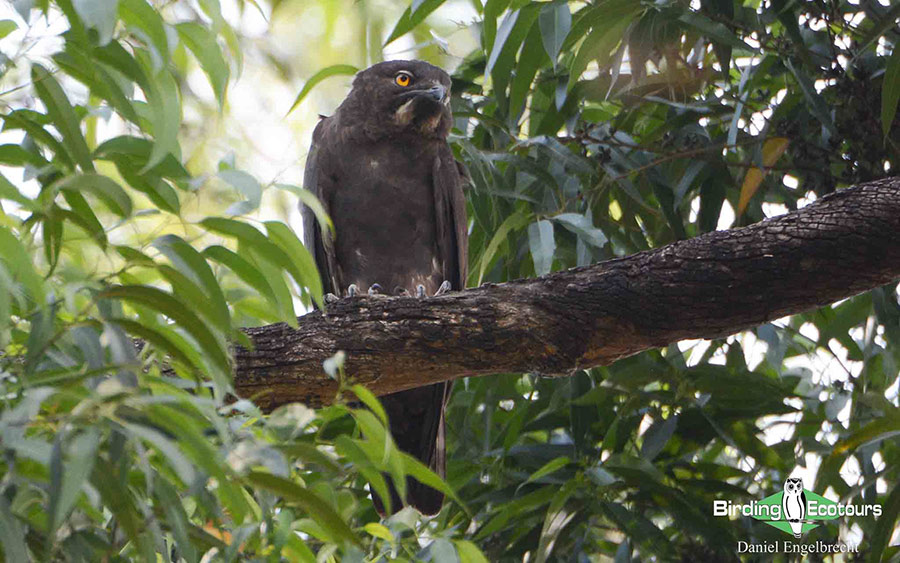 Limpopo Birding Tour