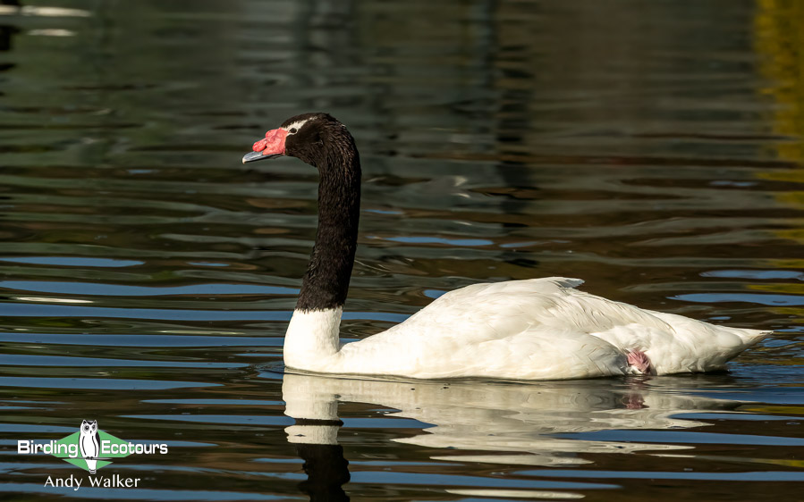 Chile birding tours