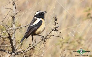 Limpopo Birding Tour