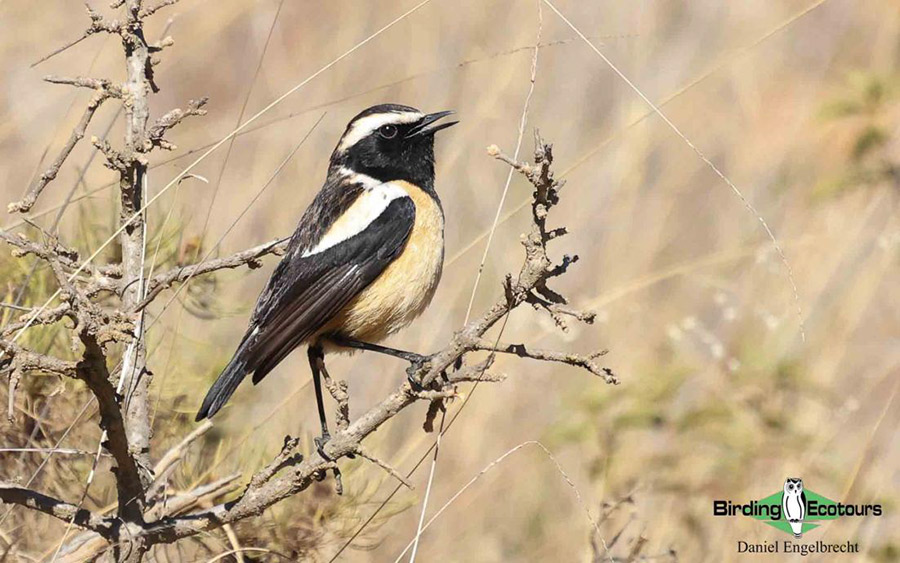 South Africa North birding tours