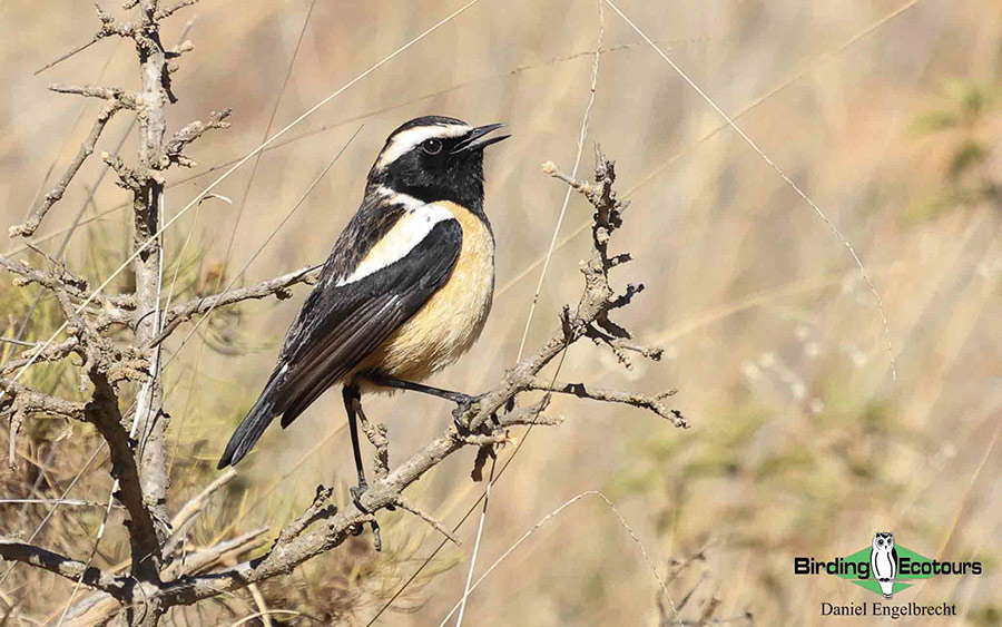 Limpopo Birding Tour