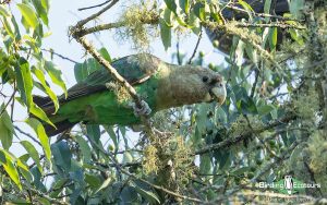 Limpopo Birding Tour
