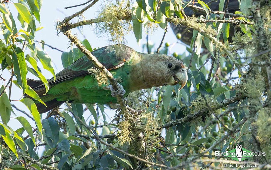 Limpopo Birding Tour