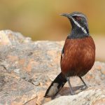 Cape budget birding tours