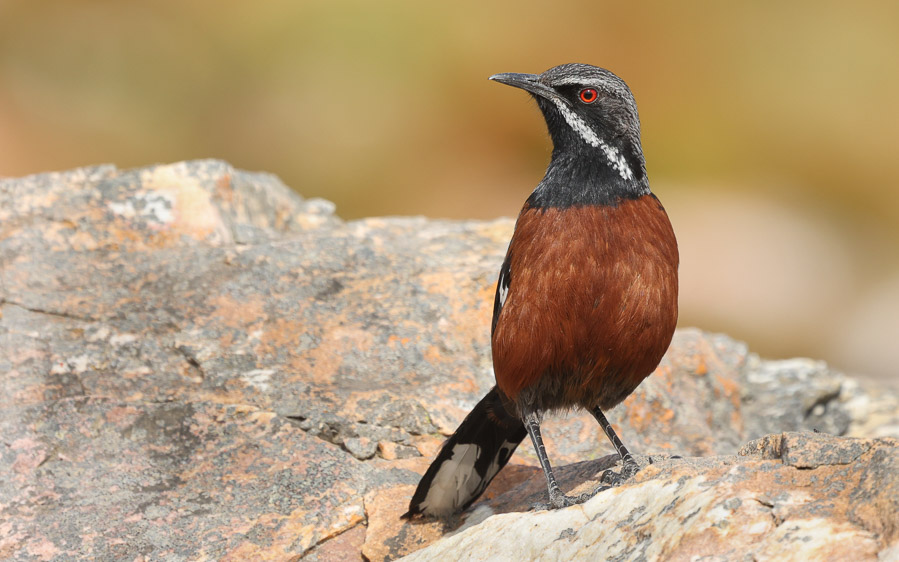 Cape budget birding tours