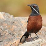 Budget Cape Town birding