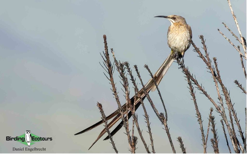 Budget Cape Town birding