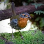 Central Chile birding tour