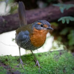 Central Chile birding tours