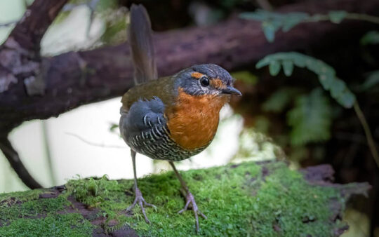 Central Chile birding tours