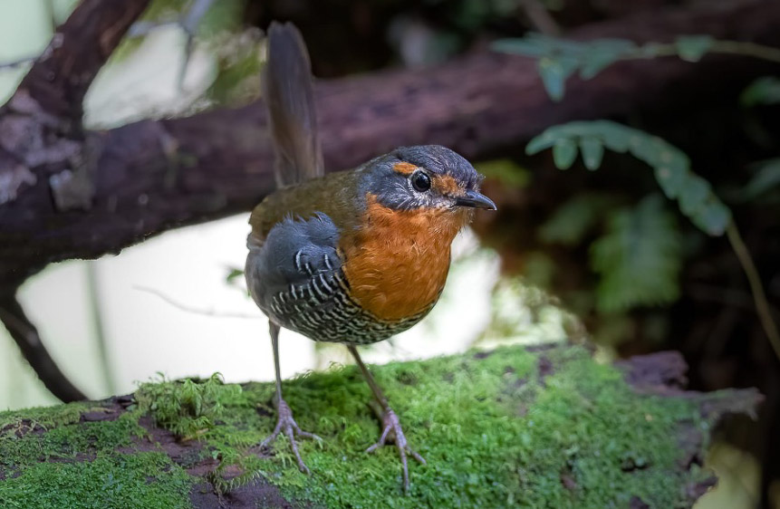 Central Chile birding tour
