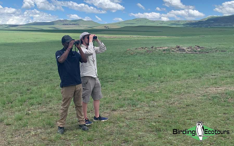 Botha’s Lark conservation