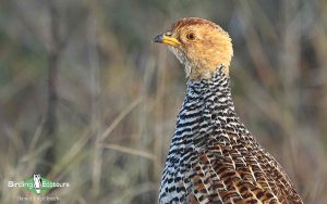 Limpopo Birding Tour