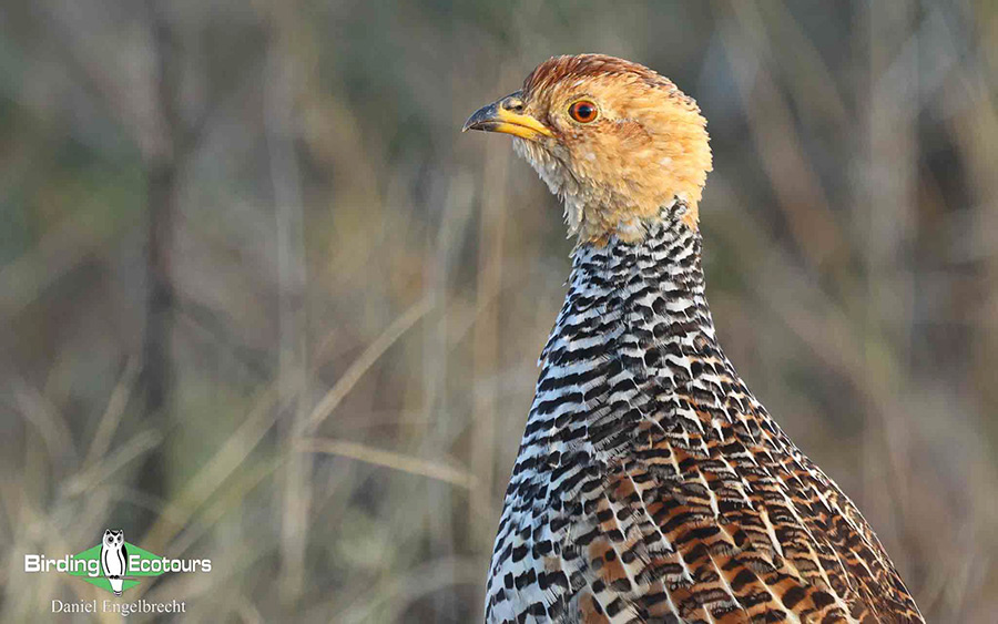 Limpopo Birding Tour