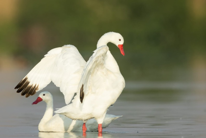 Central Chile birding tour