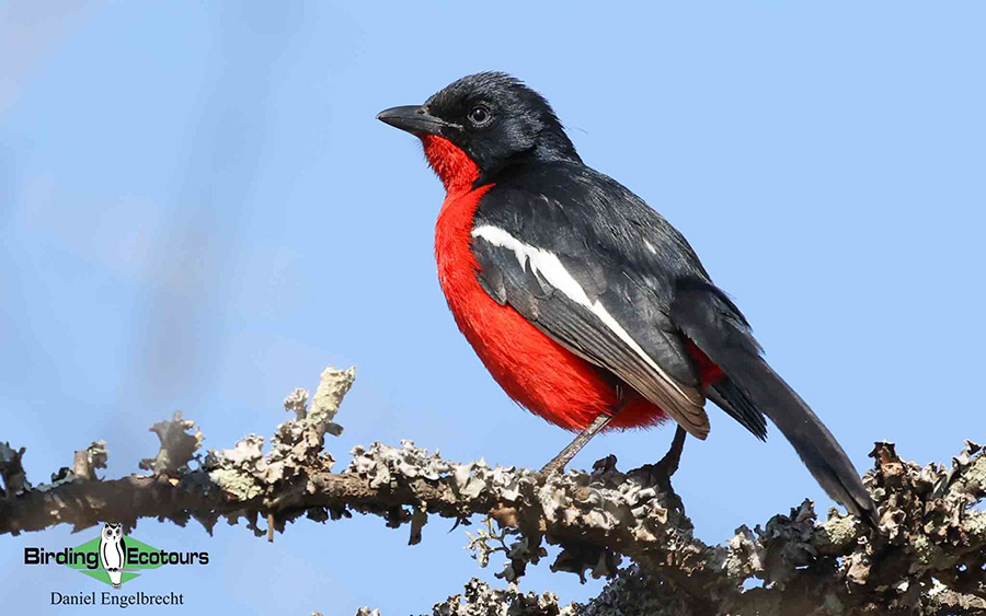 Limpopo Birding Tour