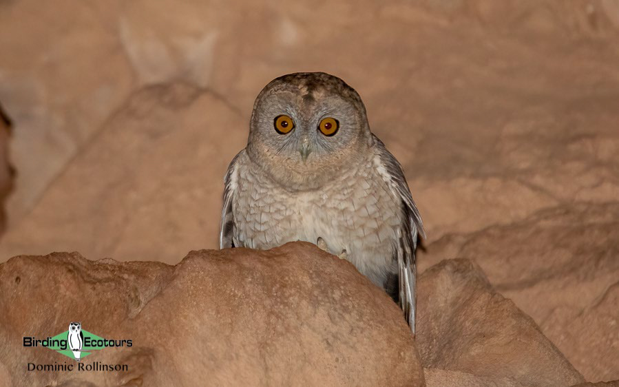 Owling in Oman 