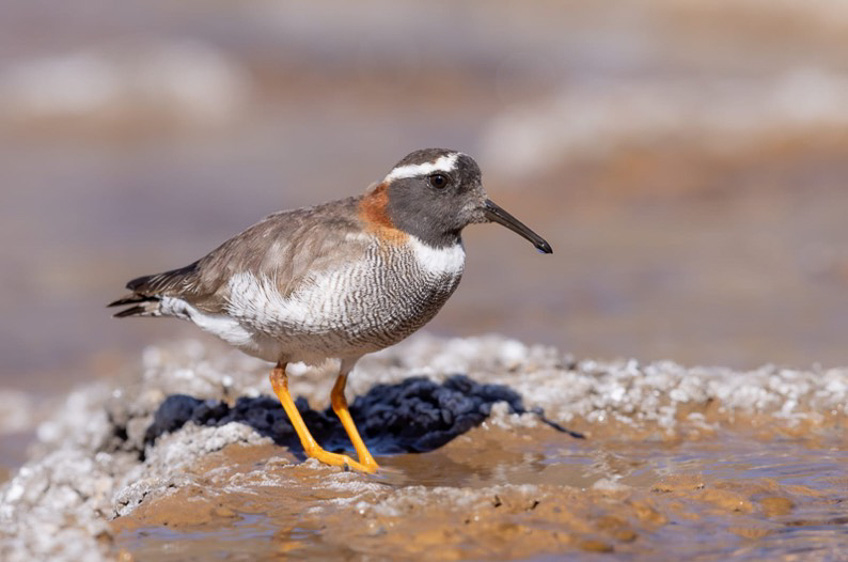 Central Chile birding tour