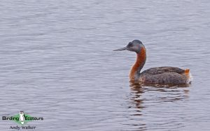 Central Chile birding tour