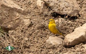 Chile birding tours