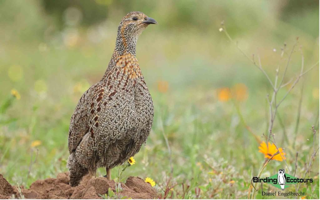 Budget Cape Town birding