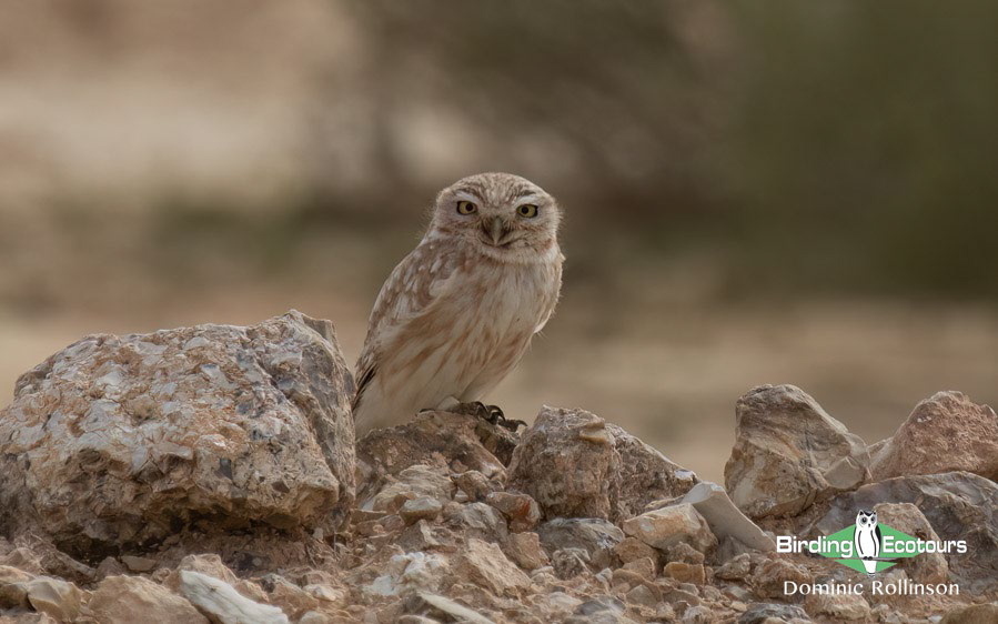 Owling in Oman 
