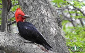 Chile birding tours