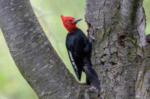 Central Chile birding tour