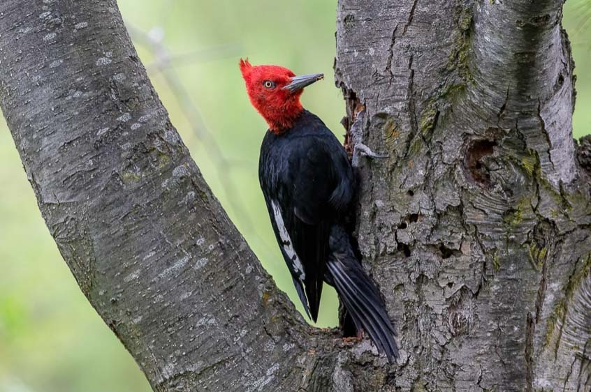 Central Chile birding tour