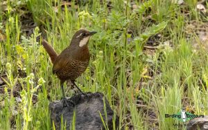 Chile birding tours
