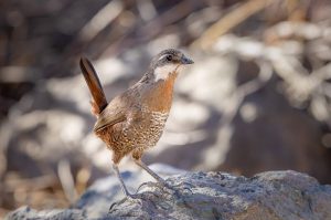 Central Chile birding tours