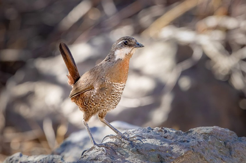 Central Chile birding tour