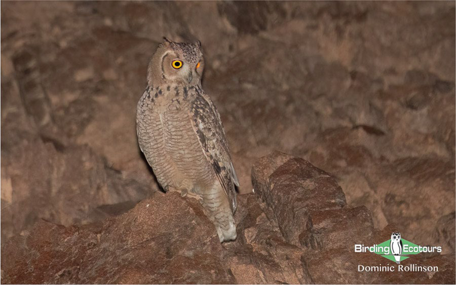 Owling in Oman 