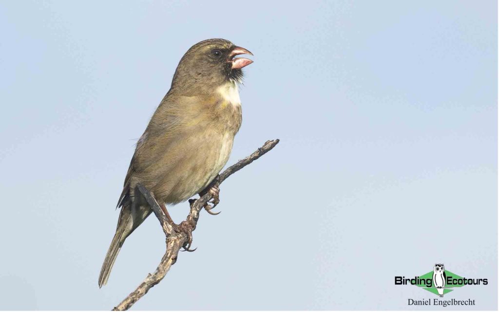 Budget Cape Town birding