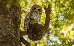 Central Chile birding tour