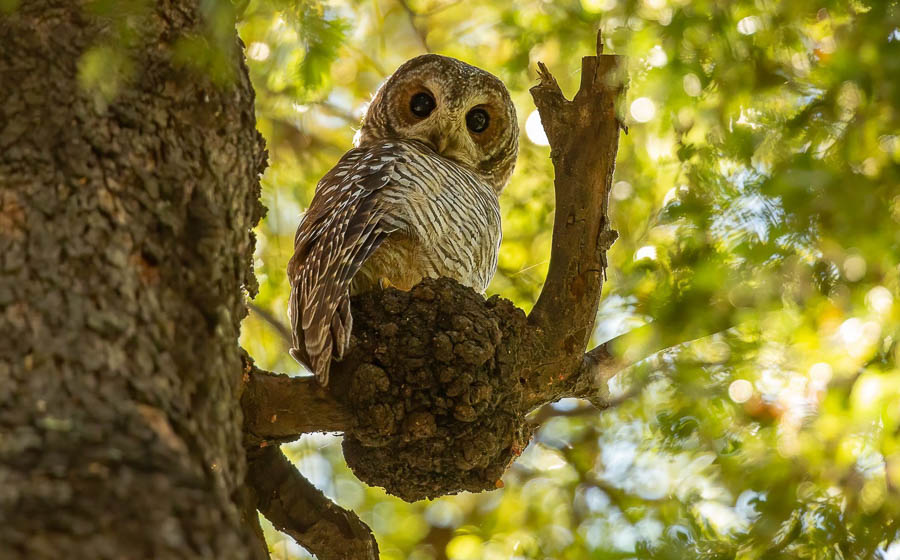 Central Chile birding tour