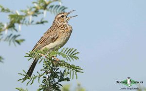 Limpopo Birding Tour