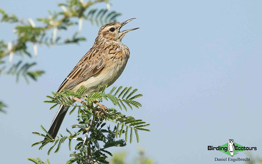Limpopo Birding Tour