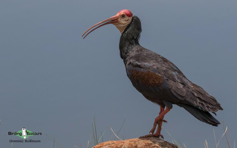 South Africa North birding tours