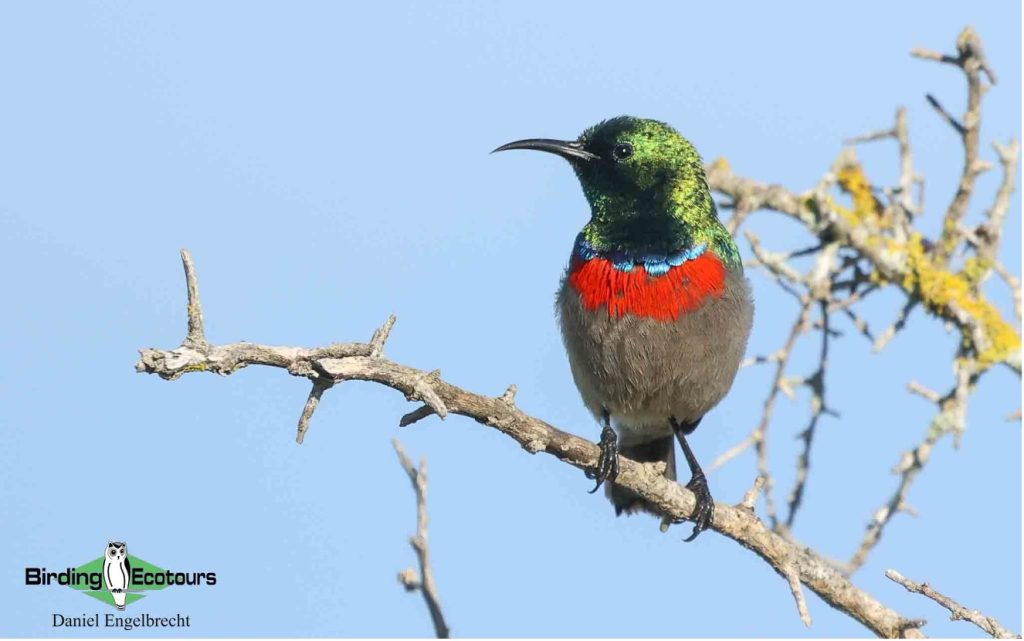 Budget Cape Town birding