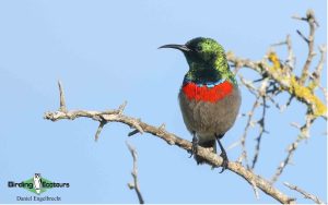 Budget Cape Town birding