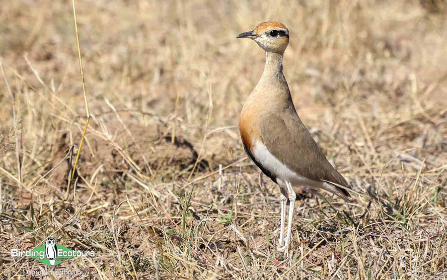 Limpopo Birding Tour
