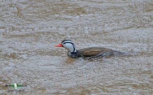 Central Chile birding tour