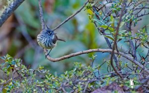 Central Chile birding tour