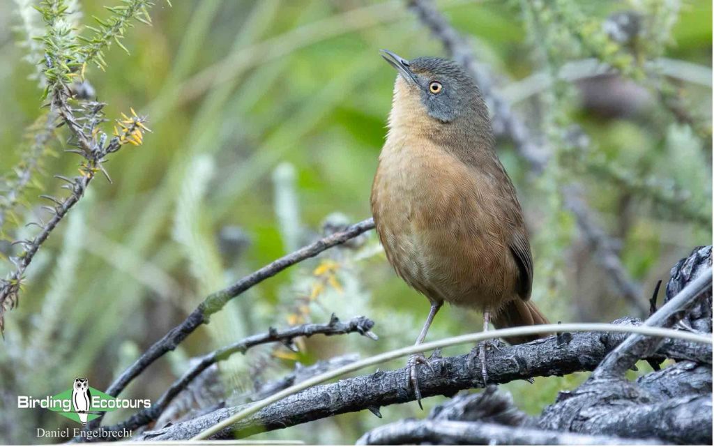 Budget Cape Town birding