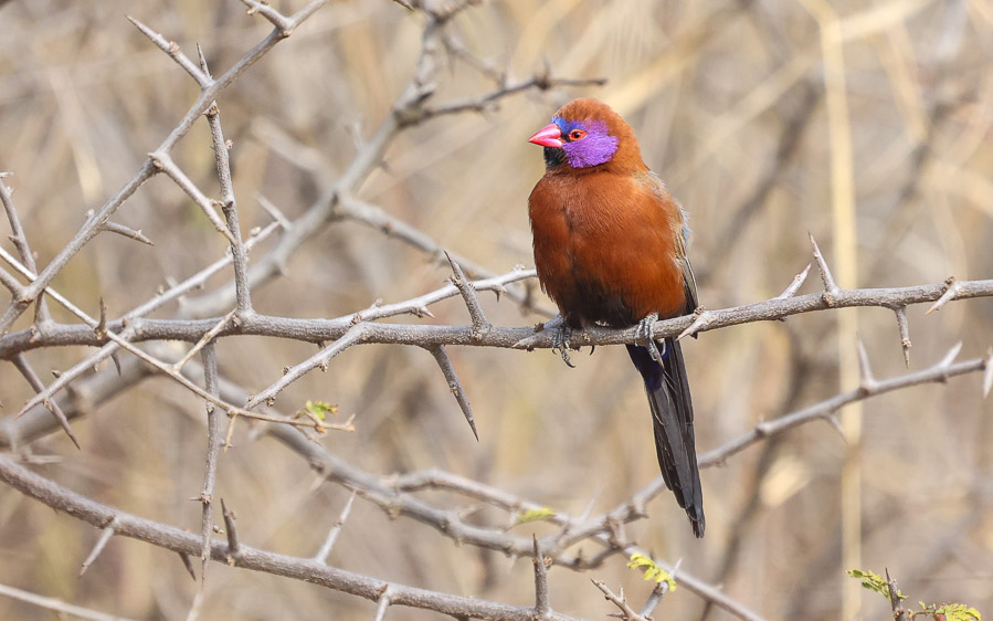 Limpopo birding tours