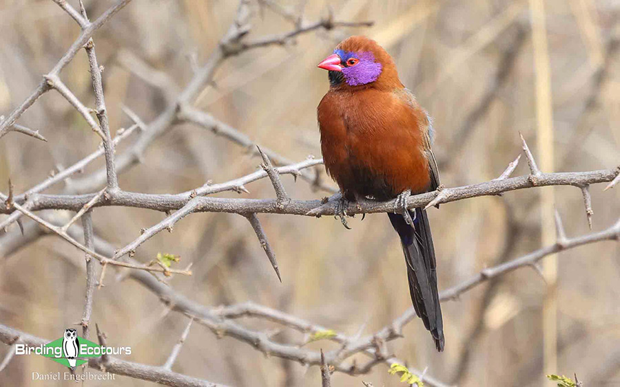 Limpopo Birding Tour