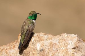 Central Chile birding tour
