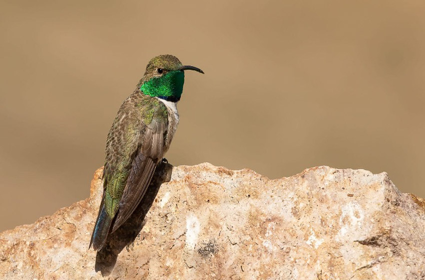 Central Chile birding tour