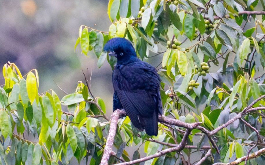 South Peru birding report